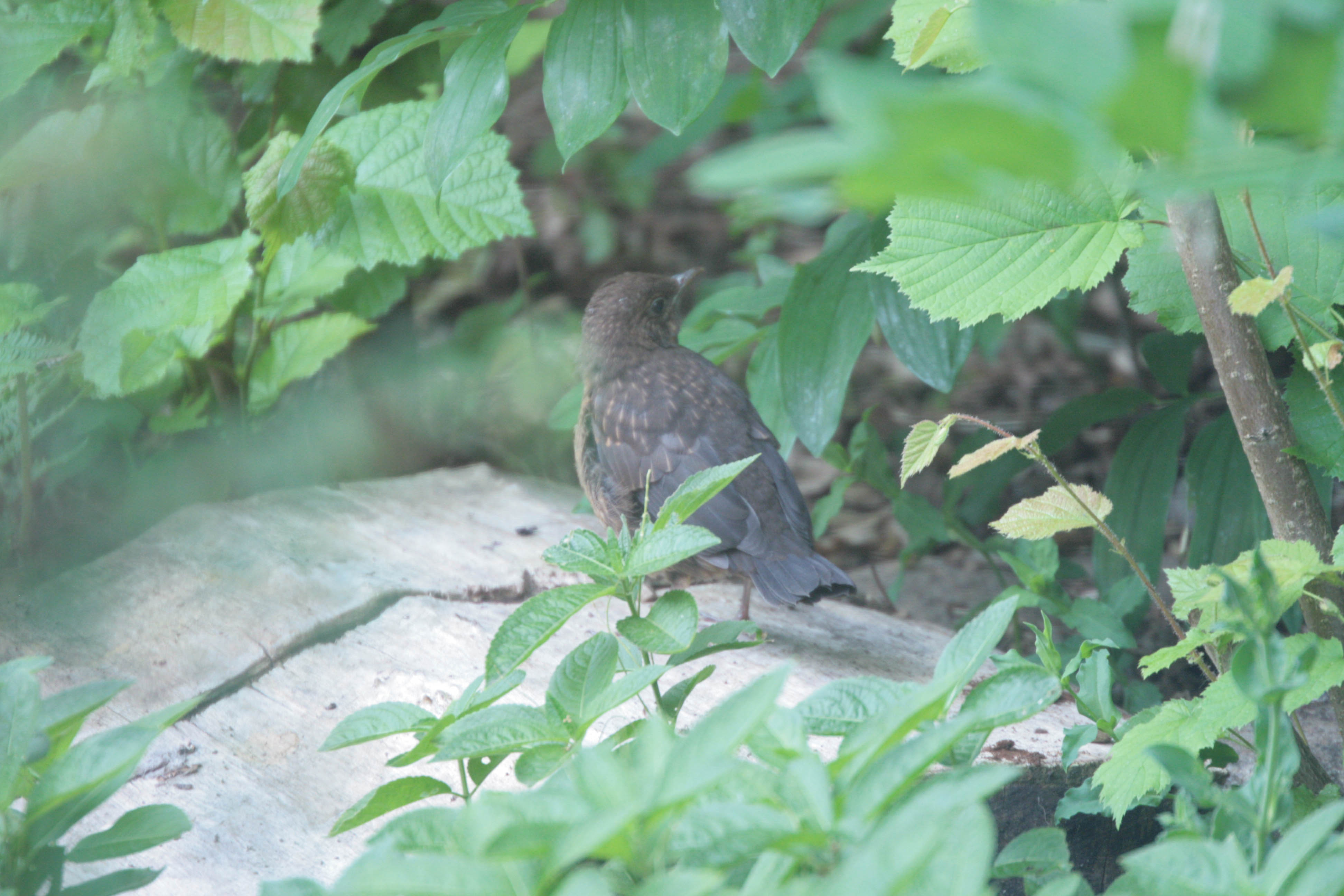 blackbird chick- photo by justin bere.jpg